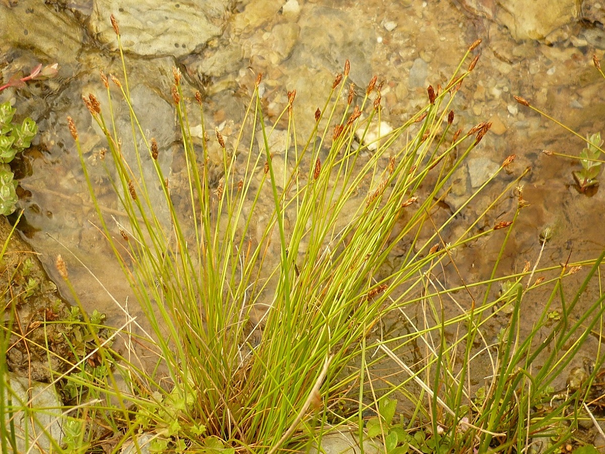 Eleocharis multicaulis (Cyperaceae)